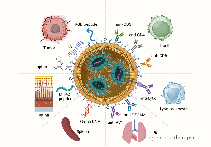 Advanced Materials程强/魏妥发表长篇综述，阐述mRNA-LNP技术在癌症治疗中的应用